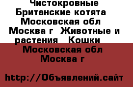 Чистокровные Британские котята - Московская обл., Москва г. Животные и растения » Кошки   . Московская обл.,Москва г.